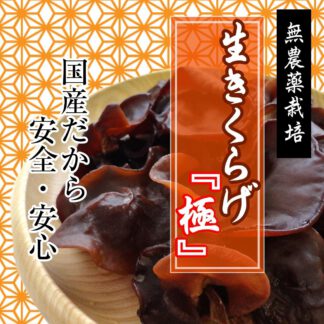 生きくらげ『極み』